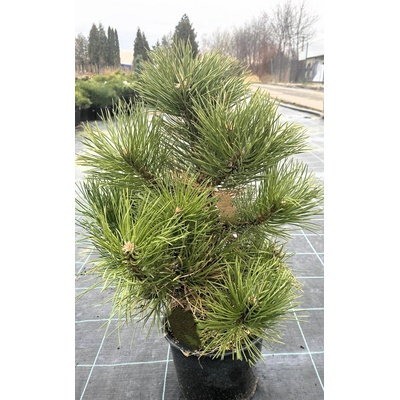 Pinus nigra 'Helga' Prodejní velikost: 030/040, Velikost hrnku: 7,5 l – Hledejceny.cz