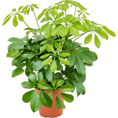 Schefflera arboricola nora 13x45 cm