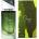 Ahmed Al Maghribi Sage EDP 80 ml