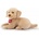 Trudi trudi labrador liam s