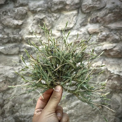 Tillandsia tricholepis