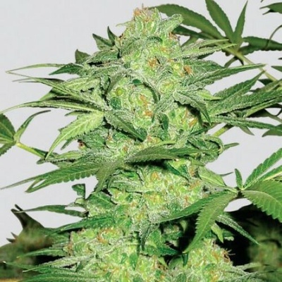 Nirvana Northern Lights regular semienka neobsahujú THC 10 ks