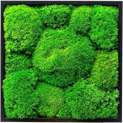 Gardners Mechový obraz 22x22 cm z kopečkového mechu, černá
