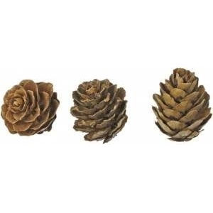 TITANUM Cones mix brown sizes 20g