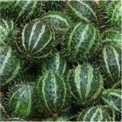 Uhorka angreštová - Cucumis myriocarpus - predaj semien - 6 ks