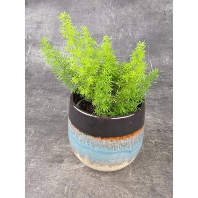 Asparagus Meyers 12 cm