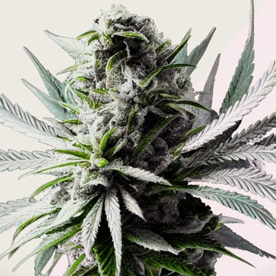 Kera Seeds Super Silver Haze semienka neobsahujú THC 10 ks