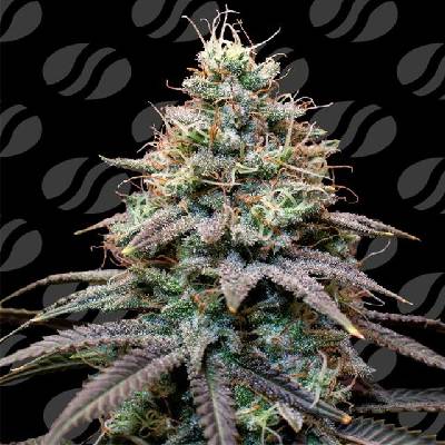 Original Sensible Seeds FumePop Auto semena neobsahují THC 3 ks