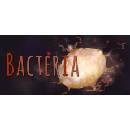 Bacteria
