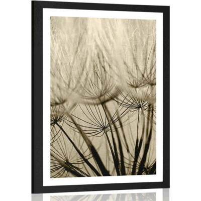 Plakát s paspartou pampelišková semena v sépiovém provedení - 40x60 white