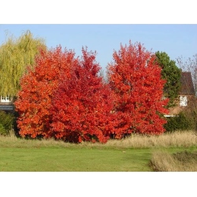 Javor červený (Acer rubrum) ´AUTUMN FLAME´ - výška 90-130 cm, kont. C5L