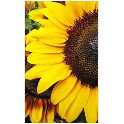 DIMEX ART Флизелинов фототапет слънчогледи 150 x 250 см