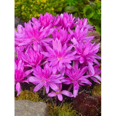 Ocun Waterlily