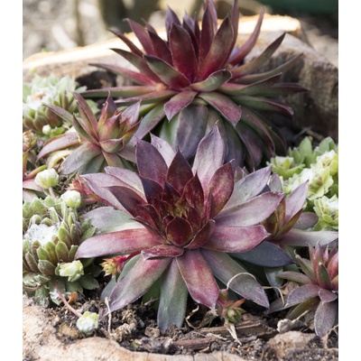 Netřesk - Skalní růže směs - Sempervivum hybridum - prodej semen - 30 ks