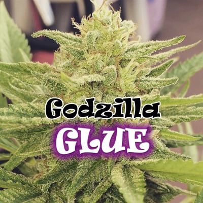 Dr. Underground Godzilla Glue semienka neobsahujú THC 25 ks