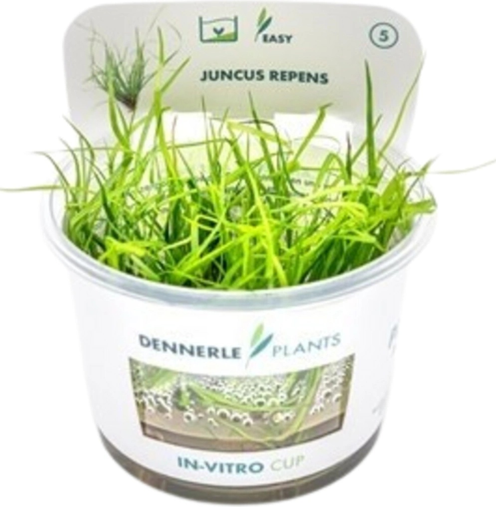 Juncus repens