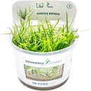 Juncus repens