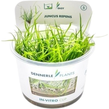 Juncus repens