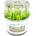 Juncus repens
