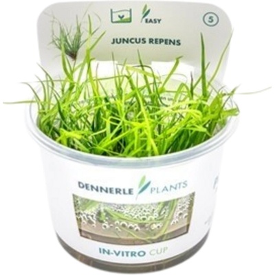 Juncus repens