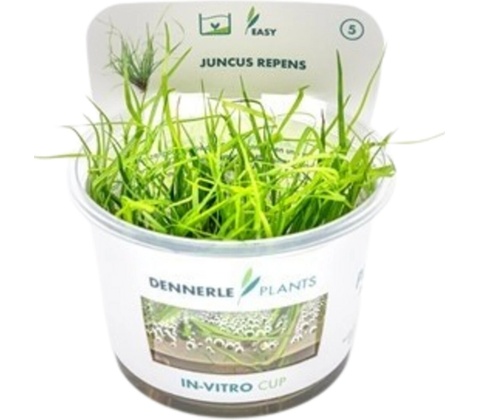 Juncus repens