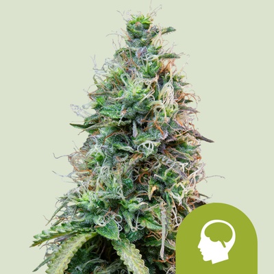 Royal Queen Seeds Amnesia Haze Automatic 0 % THC 5 ks Balenie: 5 ks