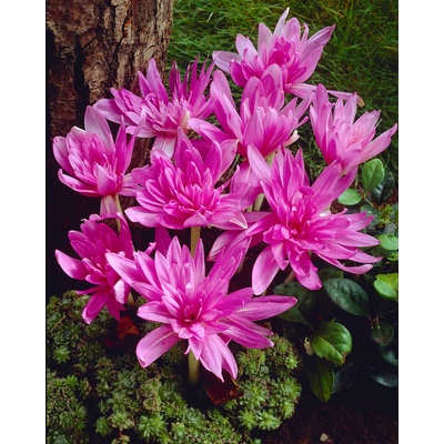 Ocún 'Waterlily' 1 ks – Zboží Dáma