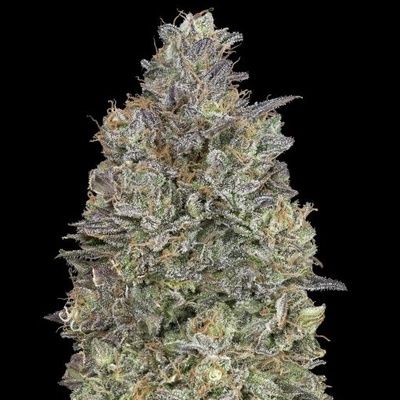 Advanced Seeds Critical Purple Kush semienka neobsahujú THC 1 ks
