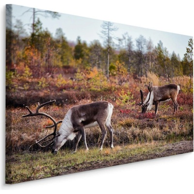 MyBestHome BOX Plátno Polární Sob Varianta: 90x60