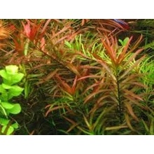 Ludwigia brevipes