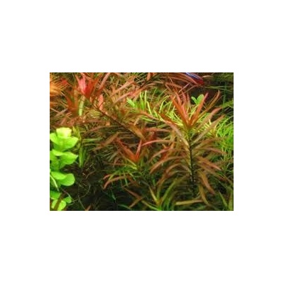 Ludwigia brevipes