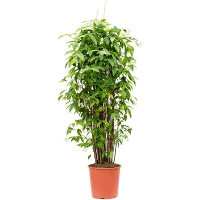 Dracaena surculosa Tuft 27x140 cm