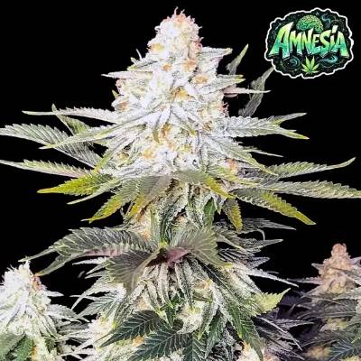 Ganja Farmer Amnesia semienka neobsahujú THC 3 ks