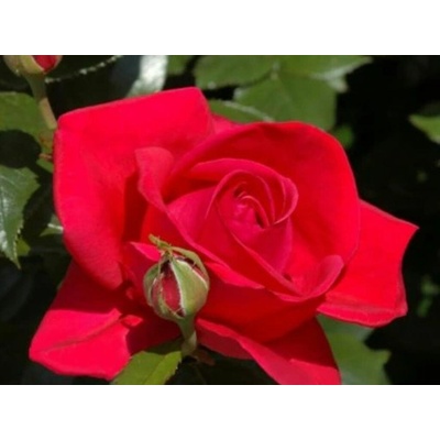 Ruža popínavá Pauls Scarlet Climber, výška 50-60 cm, kvetináč 1,5 l