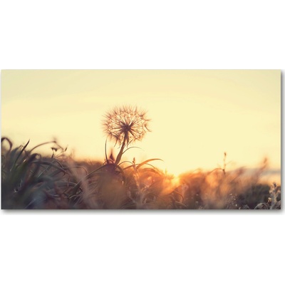 Foto-obraz fotografie na skle púpava 100x50 cm