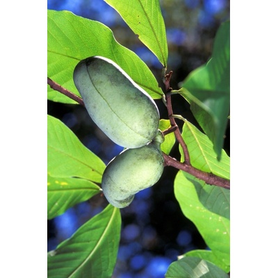 Asimina trojlaločná (Asimina triloba ´Prolific´) veľkosť 30-70cm
