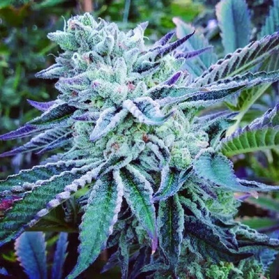 The Kush Brothers Seeds Cheese Cake Cookies semienka neobsahujú THC 10 ks