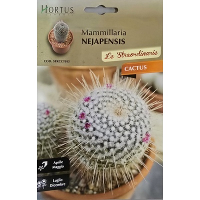 Hortus Кактус Мамилария (Mammillaria nejapensis)