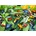 Alipson Puzzle - Puzzle Fun Frogs - 500 piese