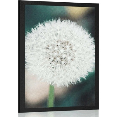 Plakát bílý nadýchaný klobouček pampelišky - 20x30 black