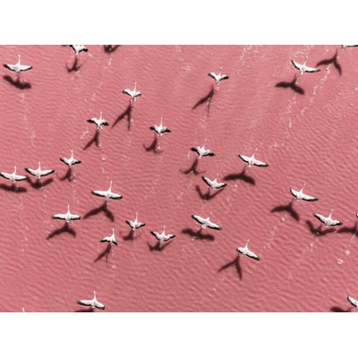 Plakát, Obraz - Drone image close to flamingos flying, Abstract Aerial Art, 40 × 30 cm
