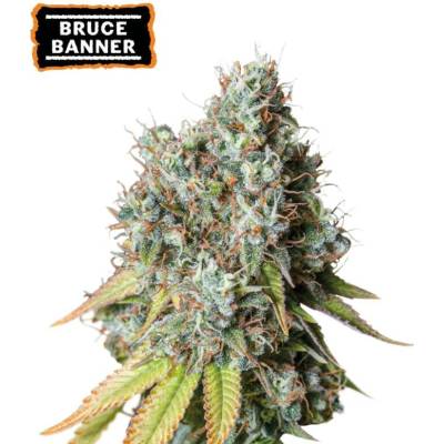 Seedstockers Bruce Banner AUTO semena neobsahují THC 3 ks