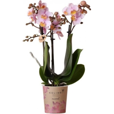 Orchidej Můrovec, Phalaenopsis Kolibri Andorra, 2 výhony, světle růžová – Zboží Mobilmania