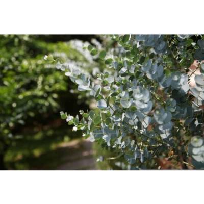 Eukalyptus striebrolistý (Eucalyptus polyanthemos) - výška 40-70 cm, kont. C3L