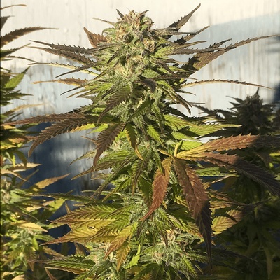 BSBs Cali Connection Green Crack semienka neobsahujú THC 1 ks