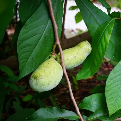 Indiánský banán Paw Paw Asimina triloba semena 4 ks