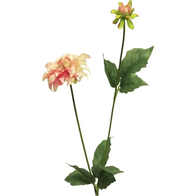 Jiřinka - Dahlia mini spray růžová V70 cm