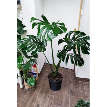philodendron melanochrysum vs micans Philodendron Melanochrysum Variegated – Tropical Houseplant main image 0