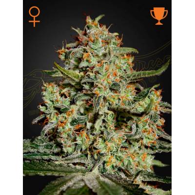 Green House Seeds Big Bang semena neobsahují THC 5 ks