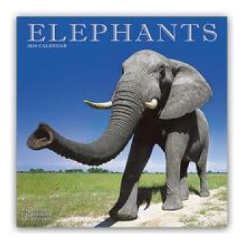 Elephants Square Wildlife Safari Wall 16 Month 2024